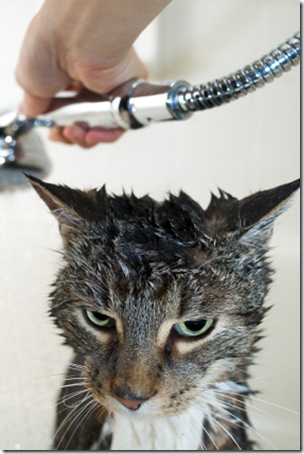 Cat bimonthly shower