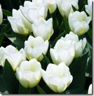 Tulipan-White-Dream-10-stk-NY_full_plant