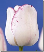Tulipan-Shirley-10-stk-NY_full_plant