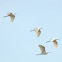 Cattle Egret