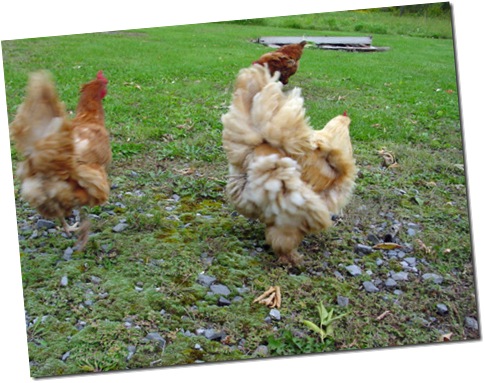 Dust - I mean *Chickens* - in the Wind!
