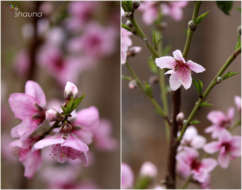 wmpeach-blossoms-2011-4