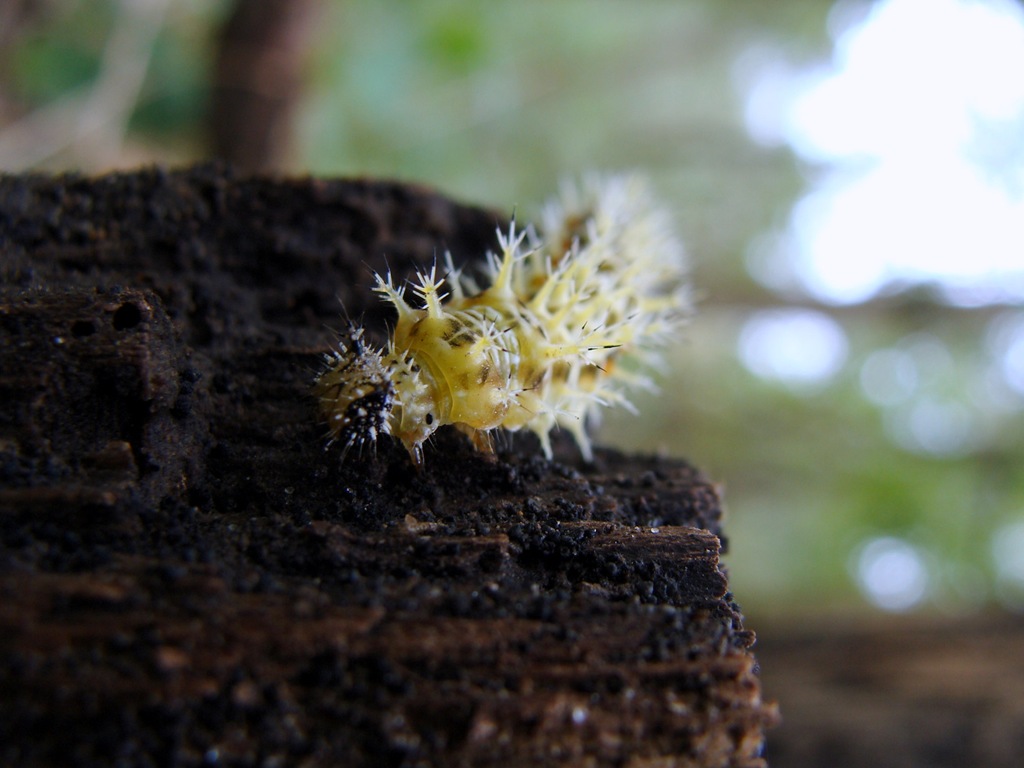 [Eastern Comma 2[4].jpg]