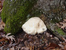 Bearded Tooth on tree base