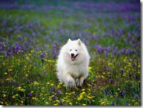 Dogs-wallpapers (159)