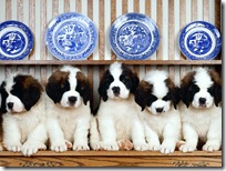Dogs-wallpapers (158)