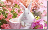 White easter bunny rabbit in a basket in a flower garden scene.