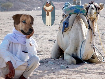 [Lou camel with pebbles[2].jpg]