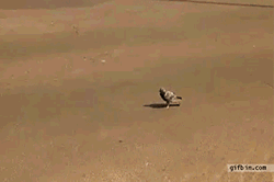https://lh5.ggpht.com/_pBWsw3PFQTs/TdimzTDy4QI/AAAAAAAAAOA/3kvzGzgQ3lM/content_1305690443_pigeon-almost-run-over-by-bus.gif