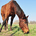 Pferde auf einer Koppel in Bellheim am 23. März 2011 Presse: info@dester.de