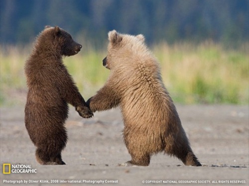Grizzly-Bear-Cubs