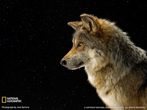 Mexican-Gray-Wolf