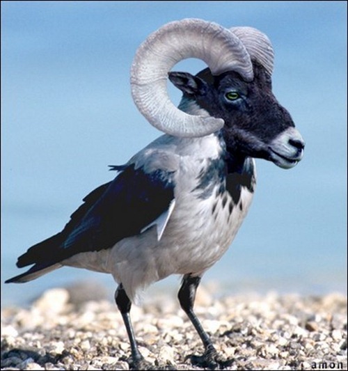 Os fabulosos animais híbridos criados com Photoshop