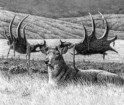  Alce irlandês ou cervo gigante (extinto cerca de 7.700 anos atrás)