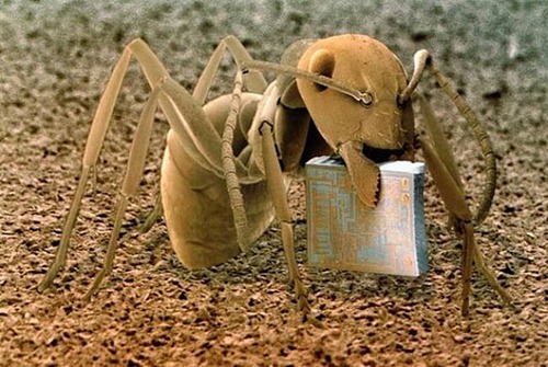 Uma formiga, em cima de um pedaço de madeira, carregando um microchip.