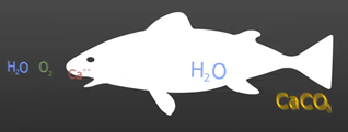 Fish Carbonate Animation