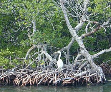 Heron rests in a mangrove forest in South Florida. (Photo courtesy USGS) 