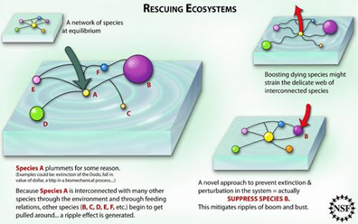 Rescuing ecosystems. Diagram by Zina Deretsky courtesy National Science Foundation via ens-newswire.com