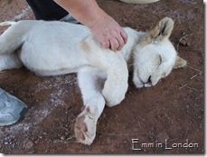 A fast asleep lioness...