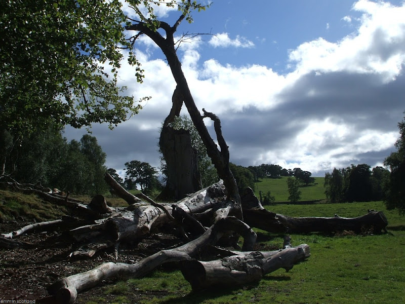 Tree Skeleton, Loch Monzievaird