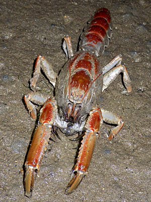 Mud Lobster (Thalassina kelanang)