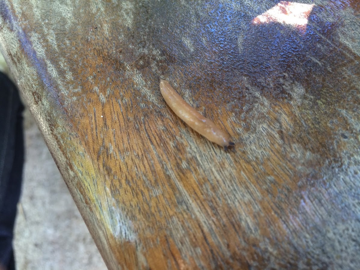 Worm Slug