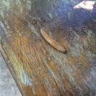 Worm Slug