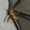 Yellow Oriental Paper wasp
