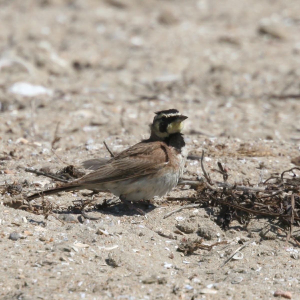 Horned lark