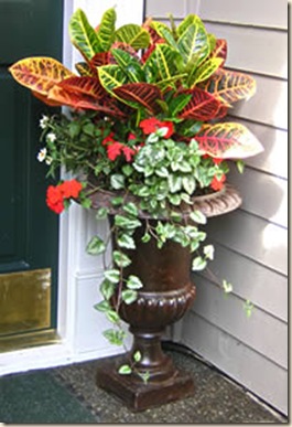 tropical container
