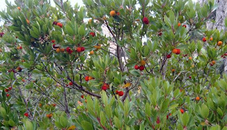 Resultat d'imatges de arboç arbre