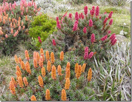 Richea scoparia Newdegate Pass