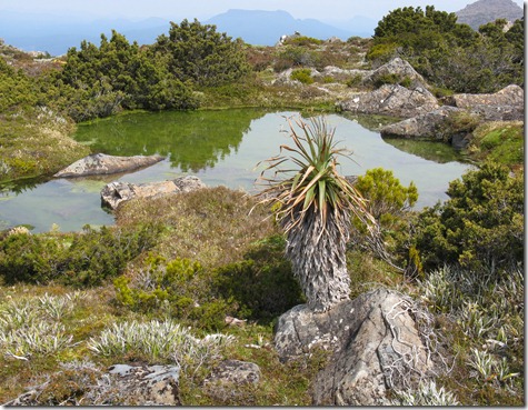 Pond and Pandani Pond and Pandani