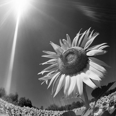 [normal_gira___sole-1[4].jpg]