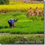 chinese-rice-field