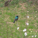 Palestine Sunbird