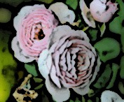 [roses1[3].jpg]