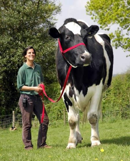 a406 cow 9 of the Worlds Biggest Animals
