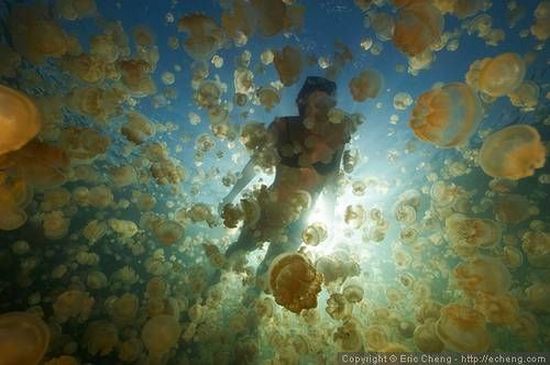 palau 05 Swim among thousands of Jellyfish