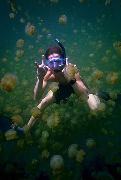 palau 06 Swim among thousands of Jellyfish