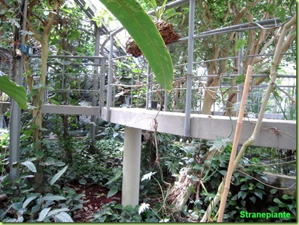 interno serra tropicale orto botanico roma