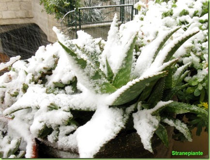 Aloe saponaria neve