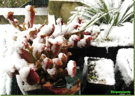 piante carnivore sotto la neve a roma