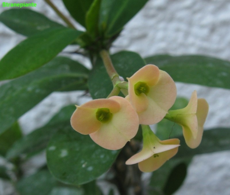 [Euphorbia milii 2[3].jpg]