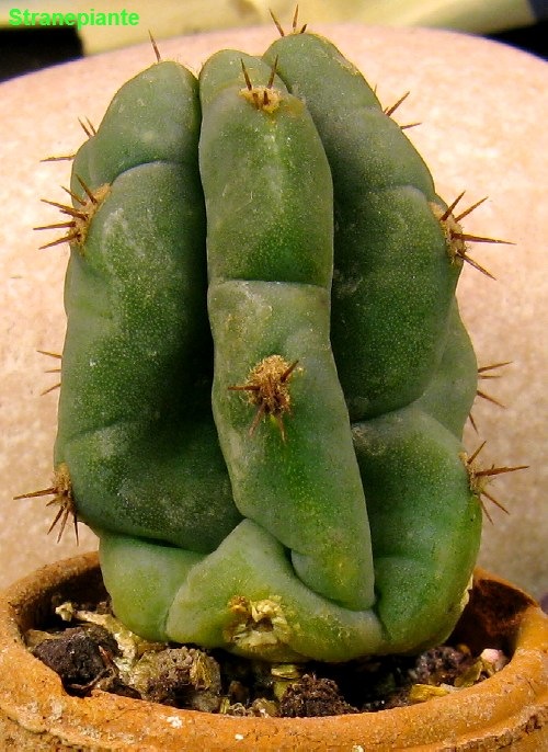 [Myrtillocactus[4].jpg]