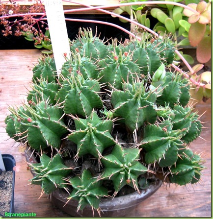 Euphorbia meloformis amsterdam