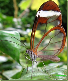 farfalla trasparente Hortus Botanicus amsterdam