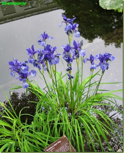 iris virginica southern blue flag amsterdam