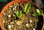bulbo-piantato-scilla-violacea-1
