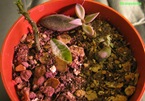 bulbo-piantato-scilla-violacea-2